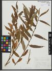Foto von Salix triandra L. x Salix viminalis L.